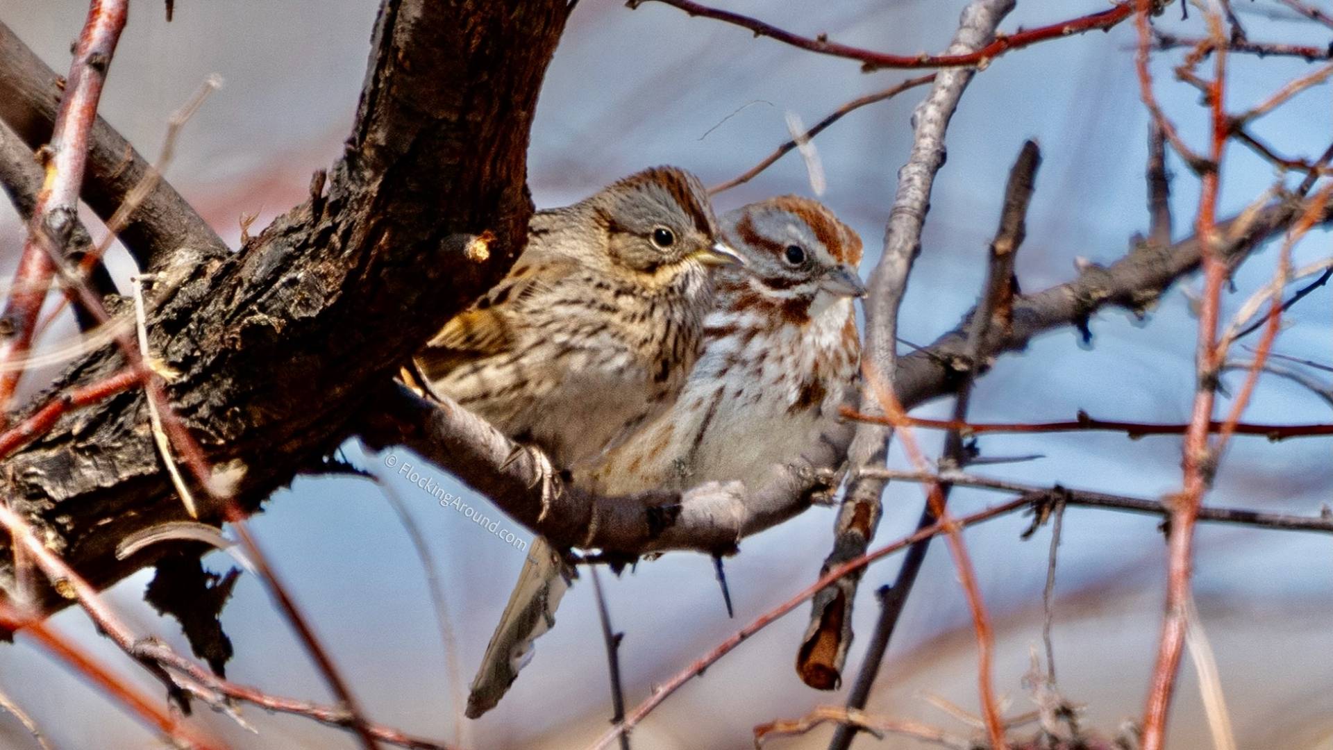 Comparison of perched Lincoln's and Song Sparrows ©FlockingAround.com. From https://www.flockingaround.com/post/song-sparrow-or-lincoln-s-sparrow